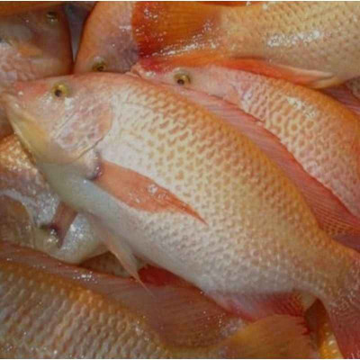 Ikan Nilai Merah ( 500 gr )